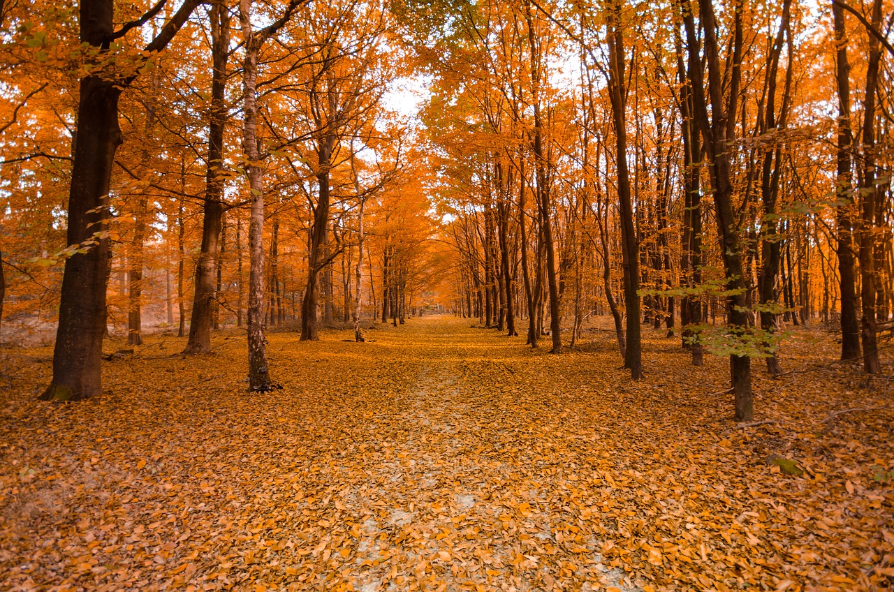 goedkope uitjes in de herfst