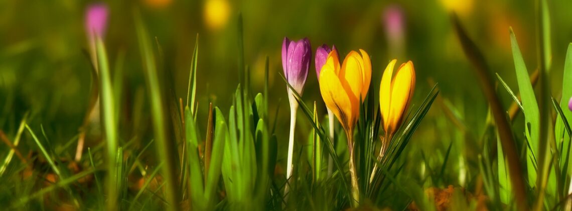 gratis uitjes in de voorjaarsvakantie