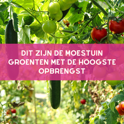 moestuin groenten