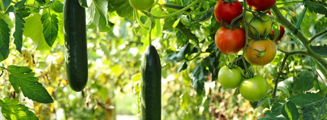 moestuin groenten