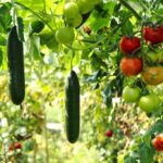 moestuin groenten