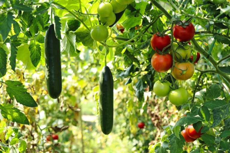 moestuin groenten